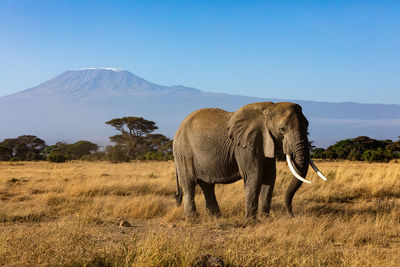 Elephant standing on field against sky