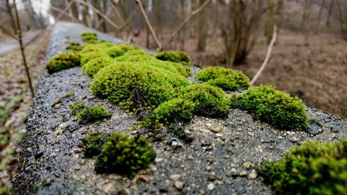 Close-up of moss growing on rock