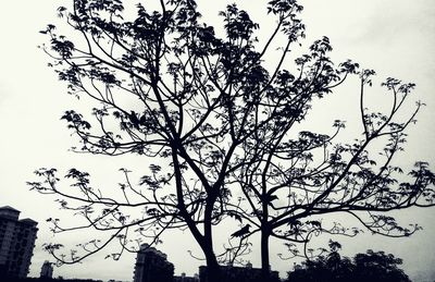 Low angle view of silhouette tree against clear sky