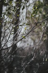 Close-up of flower tree
