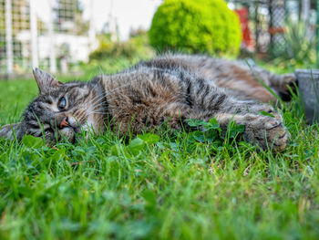 Cat lying on grass