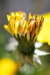 Close-up of yellow flowering plant
