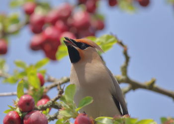 Low angle view of bird perching on branch