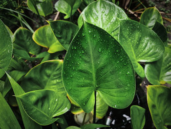 Close-up of raindrops on leaves