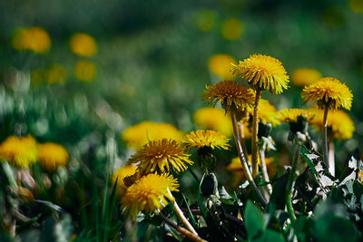 Close-up of yellow flowering plant on field