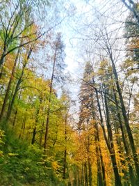 Low angle view of trees in forest during autumn