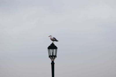 Seagull perching on railing