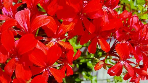 Close-up of red flowers