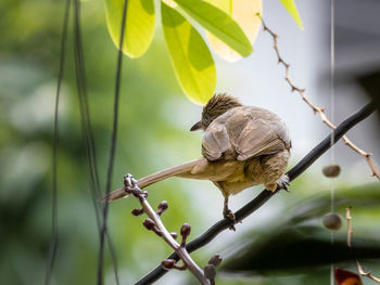 Close-up of bird perching on branch