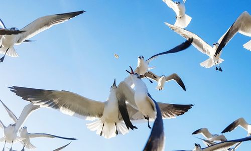 Birds flying against clear blue sky