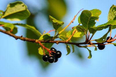 Close-up of berries growing on tree