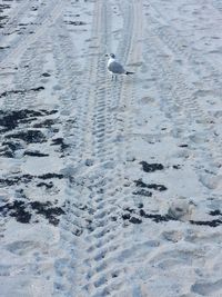 High angle view of seagulls on beach