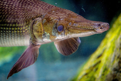 Close-up of fish swimming in sea