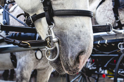 Close-up of horse cart