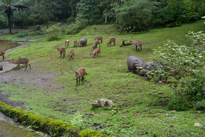 Flock of mammal grazing in field