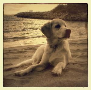 Close-up of dog sitting on beach against sky