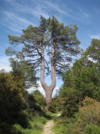 Trees in park