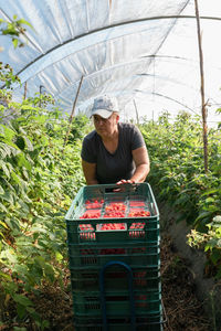 Female gardener checking berries while collecting ripe raspberries in plastic crates in hothouse during harvest season