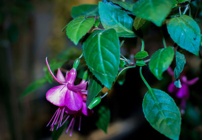 Close-up of pink flowering plant