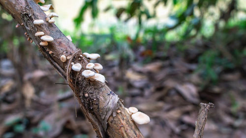 Close-up of mushroom growing on tree trunk