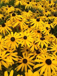 Full frame shot of yellow flowers blooming outdoors