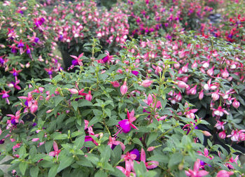 Close-up of pink flowering plants