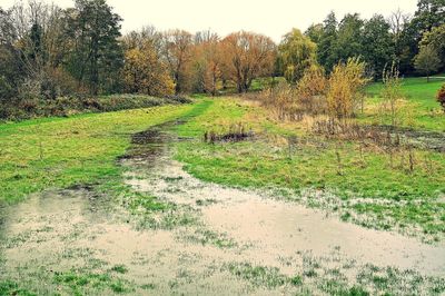 Scenic view of swamp on land