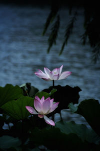 Close-up of pink water lily in lake