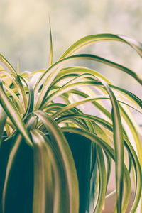 Close-up of fresh green plant