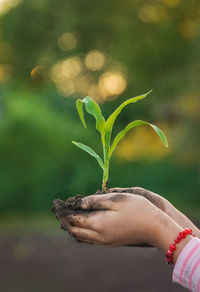 Close-up of hand holding plant