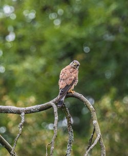 Close-up of bird perching on branch