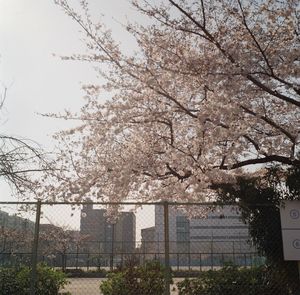 Blossoming tree against sky