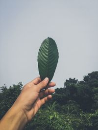 Cropped hand holding leaf against sky