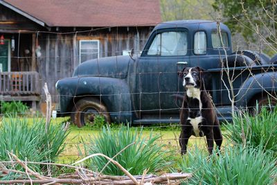 Dog by fence against old pick-up truck
