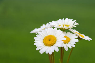 Close-up of white daisy flower