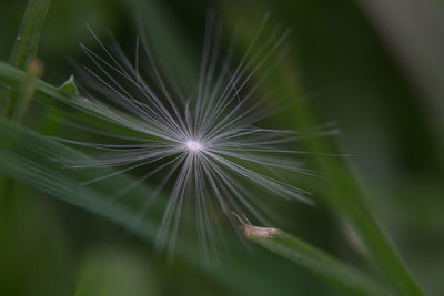 Close-up of dandelion on plant