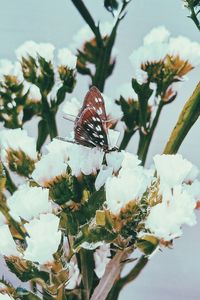 Low angle view of butterfly on flower tree against sky