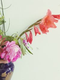 Close-up of pink flowers in vase against white background