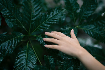 Close-up of hand touching leaves