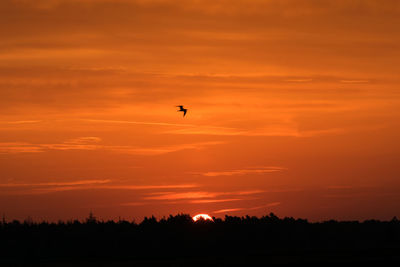 Silhouette bird flying against orange sky