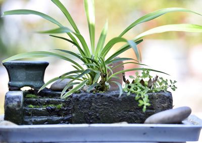 Close-up of potted plant