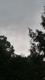 Low angle view of trees against sky