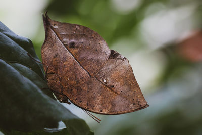 Close-up of dried leaves