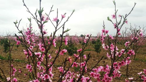 Pink cherry blossoms in spring