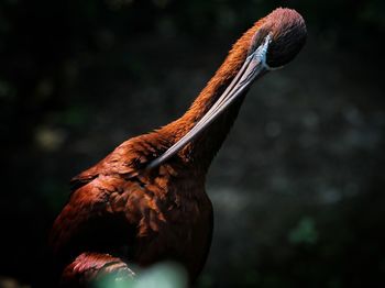 Close-up of bird