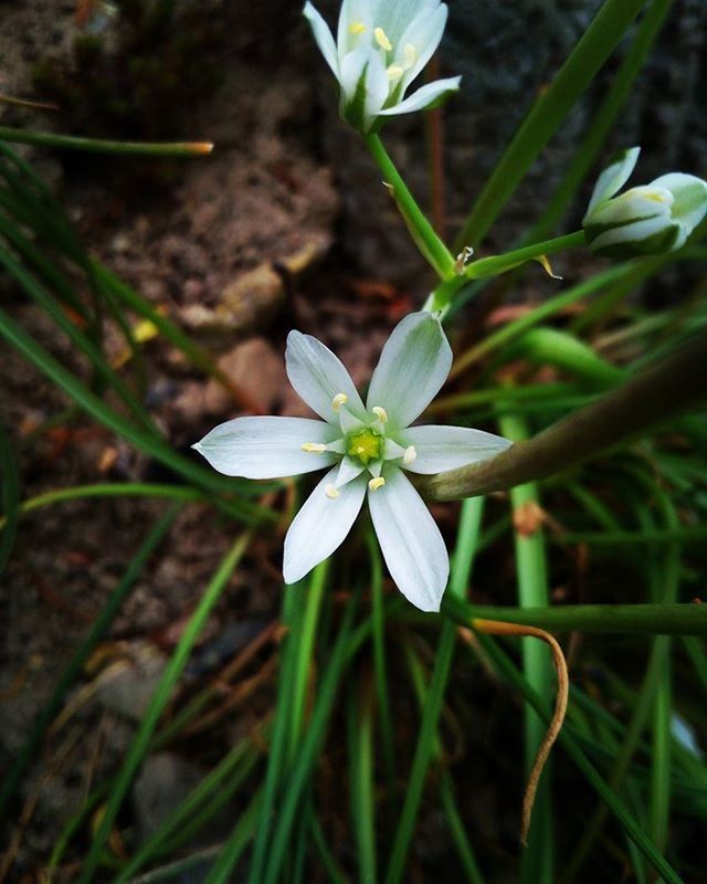 flower, freshness, petal, fragility, growth, flower head, white color, beauty in nature, nature, plant, blooming, close-up, focus on foreground, high angle view, in bloom, leaf, stamen, stem, pollen, blossom