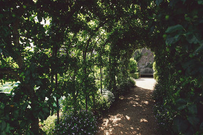 Low angle view of trees