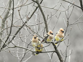 Close-up of birds perching on bare tree