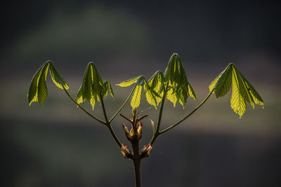 Close-up of flowering plant against sky