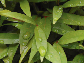 Close-up of water drops on leaves